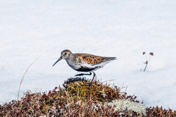 Dunlin (Calidris alpina) in Barents Sea coastal area, Russia
