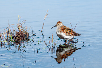 Dunlin (Calidris alpina) in Barents Sea coastal area, Russia