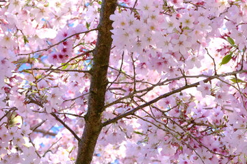 Obraz premium pink cherry blossom of Japan