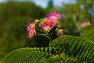 Flower botanical garden 1