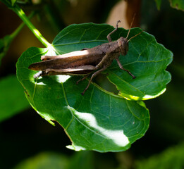 saltamontes