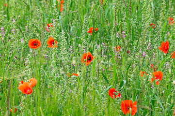Poppy Meadow
