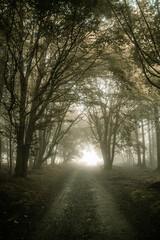 Foggy Morning at Forest, Ireland