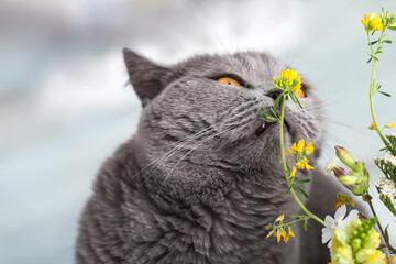 A British Shorthair cat bites a plant. Animal head close-up. Cat's chin and cheeks with a mustache. - 380026781