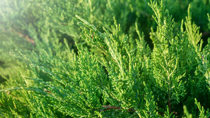 green branch of a thuja tree. selective focus.