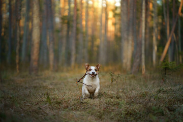 red and white dog runs. little active jack russell plays in nature. 