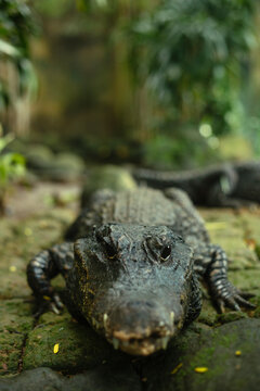 Dwarf Crocodile