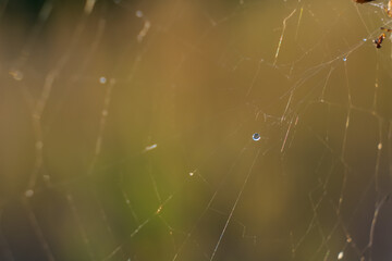 A wet spiders web shot against some colourful flowers.