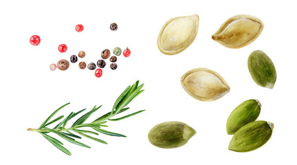 Pumpkin seeds rosemary peppercorns seeds set watercolor painting isolated on white background
