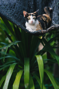 Cat on roof
