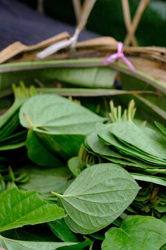 Betel leaves for sale in market, Myanmar