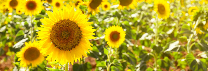 Fototapeta na wymiar Close-up of sunflower field.