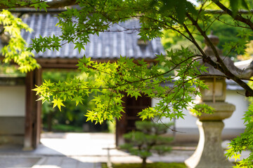 Fototapeta na wymiar Japanese maple tree in Kyoto temple, Japan