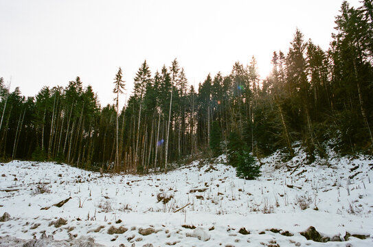 tall pine trees on snowy ground