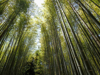 Arashiyama Bamboo Grove in Kyoto Japan
