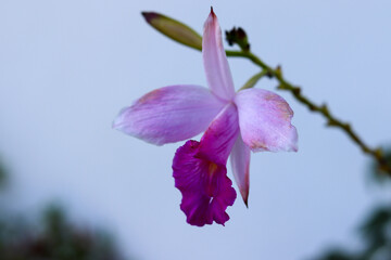 Fototapeta na wymiar A beautiful garden orchid, one of the innumerable charms of spring.