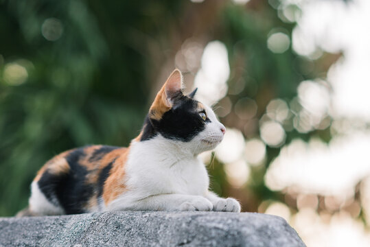 Cat on roof