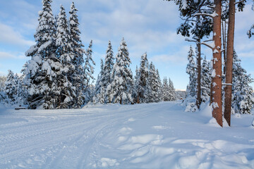 Forest views in Yellowstone National Park in snow