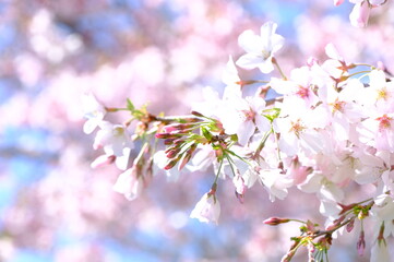 pink cherry blossom of Japan