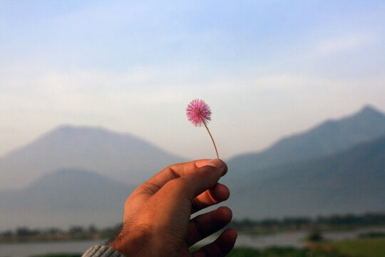 Hand with a flower in front of volcanoes