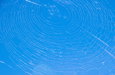 Spider Web Design