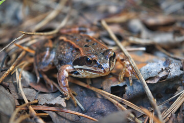 Portrait of an earthen frog in the forest close-up.