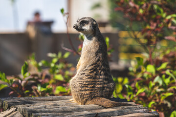 Alert suricate or meerkat (Suricata suricatta) on the lookout.