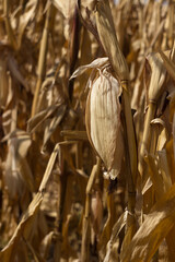 A ripe swing of corn hangs on the plant, many dry plant stems. Vegetable picking, agriculture