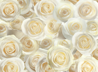 Many beautiful white roses as background, top view