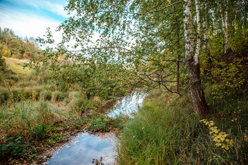 stream in the woods