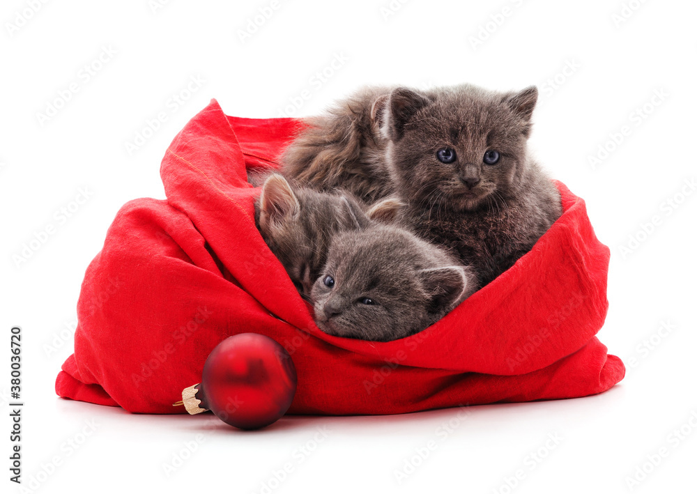 Wall mural kittens in a christmas bag.