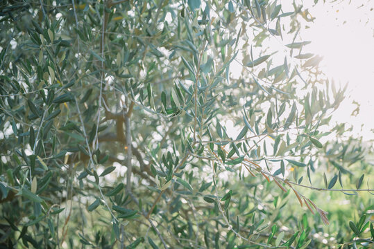 Olive tree branches