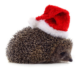 Hedgehog in a Christmas hat.