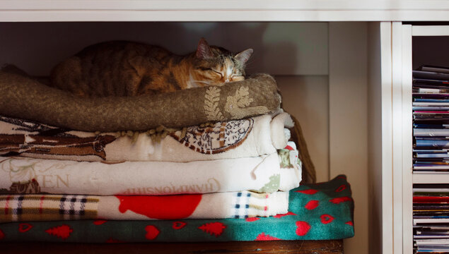 Tabby cat sleeps on top of woolen blankets pile