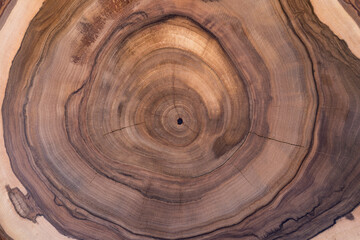 Cross section of walnut tree with growth rings. Abstract circular pattern on wooden slice as background - obrazy, fototapety, plakaty