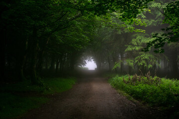 Obraz premium Foggy Forest Woodland