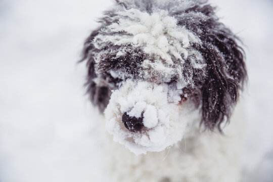 Shaggy dog withs snow caked fur