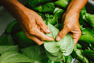 A hand holding a bunch of betel leaves. Betel leaves in India in a farm with green leaves in a...