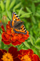 Butterfly Aglais urticae on Tagetes marigolds close-up