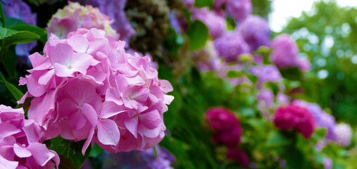Hydrangea in the powerscourt garden flowers in strong pink, red and purple
