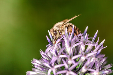 bee pollinates blue flower/yellow bee pollinates the blue flower