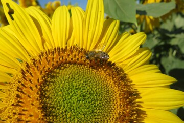 Bee on sunflower on the field, closeup