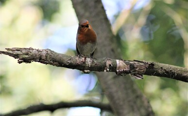 robin on a branch