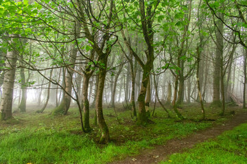 Fototapeta na wymiar Foggy Forest Woodland