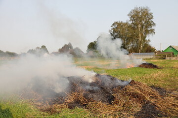 Naklejka na ściany i meble Smoking piles of straw in the field, burning dry potato tops in the village on an autumn day
