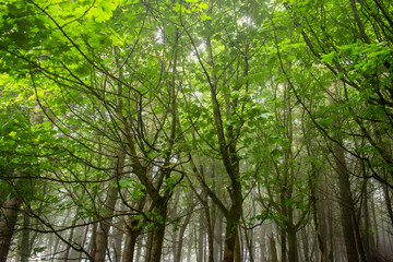 Obraz premium Foggy Forest Woodland