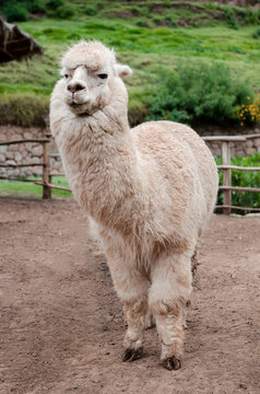 Alpaca's portrait