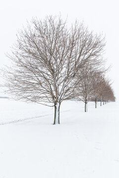 Skeletal snow covered trees surrounded by clean white snow