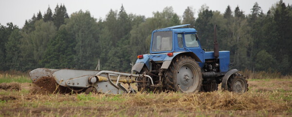 Old Soviet wheeled blue tractor with potato harvesting attachments in the field close up, potatoes harvesting on an autumn day on forest background, countryside agriculture farming