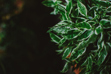 Tropical green leaves on dark background.